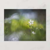 Blume Nature Foto Postkarte (Vorderseite)