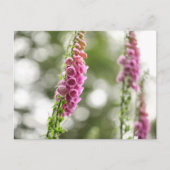 Blume Nature Foto Postkarte (Vorderseite)