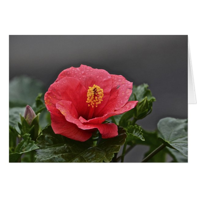 Blume Notecard (Vorderseite (Horizontal))