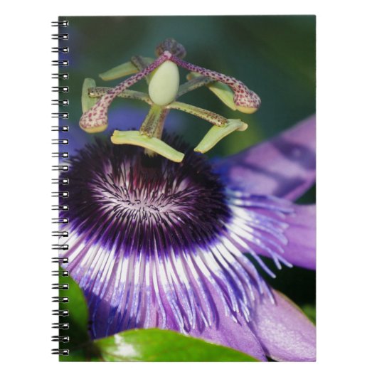 Blume Notizblock (Vorderseite)