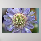 Blume Nr. 3 Poster (Vorne)