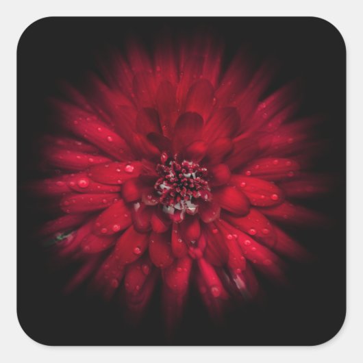 Blume Nr. 45 Farbflussversion Quadratischer Aufkleber (Vorderseite)