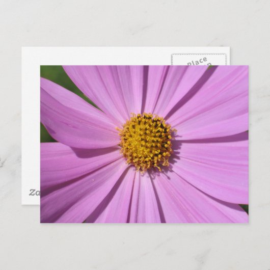 Blume Nr. 4 Postkarte (Vorne/Hinten)