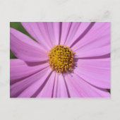 Blume Nr. 4 Postkarte (Vorderseite)