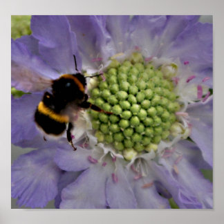 Blume Nr. 6 (Einzelheiten) Poster