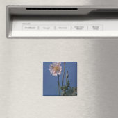 Blume Opiummohn (Papaver Somniferum) Magnet (In Situ (Geschirrspüler))