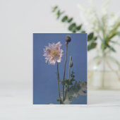 Blume Opiummohn (Papaver Somniferum) Postkarte (Stehend Vorderseite)