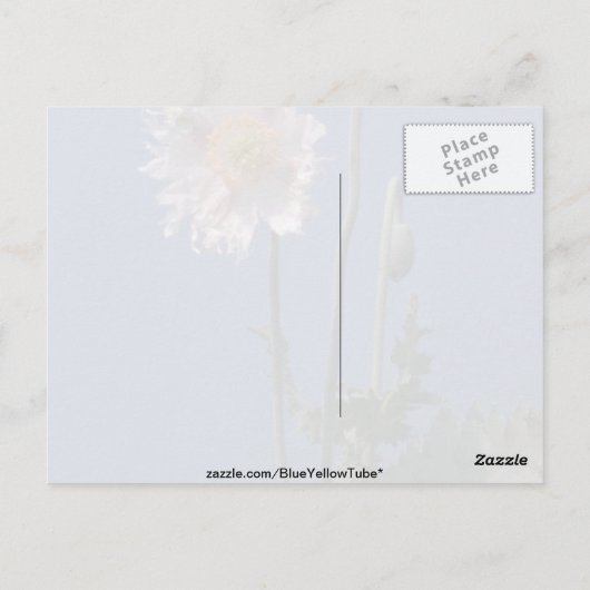 Blume Opiummohn (Papaver Somniferum) Postkarte (Rückseite)