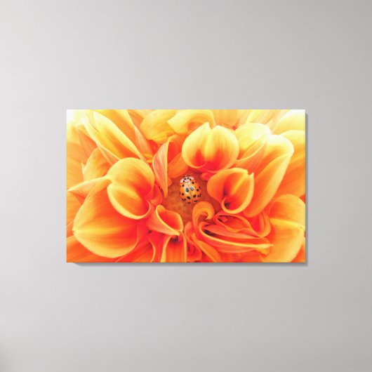 Blume Orange Dahlia mit Lady Bug Leinwanddruck (Vorderseite)