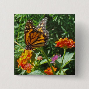 Blume Orange Monarch Butterfly Foto Natur Button