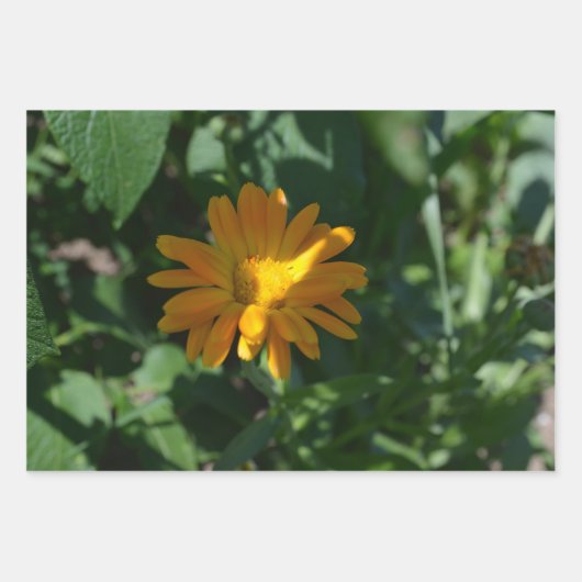 Blume Orange Pot Marigold (Calendula officinalis) Geschenkpapier Set (Vorderseite)