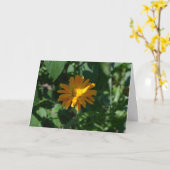 Blume Orange Pot Marigold (Calendula officinalis) Karte (Gelbe Blume)