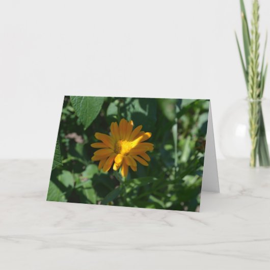 Blume Orange Pot Marigold (Calendula officinalis) Karte (Vorderseite)