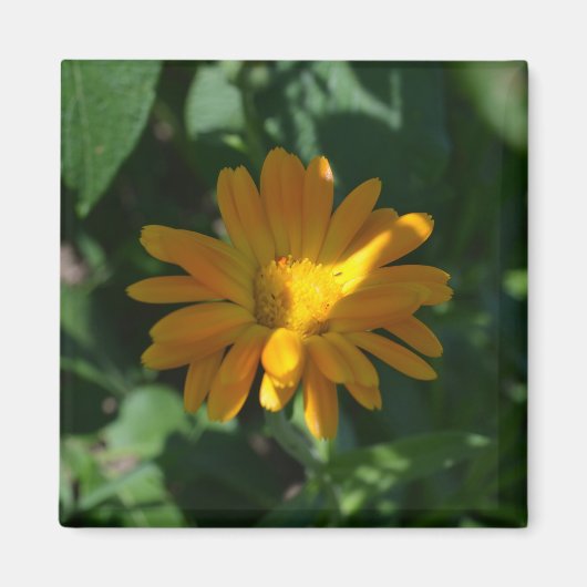 Blume Orange Pot Marigold (Calendula officinalis) Magnet (Vorne)