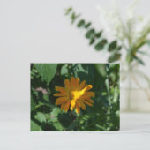 Blume Orange Pot Marigold (Calendula officinalis) Postkarte (Stehend Vorderseite)