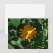 Blume Orange Pot Marigold (Calendula officinalis) Postkarte (Vorne/Hinten)