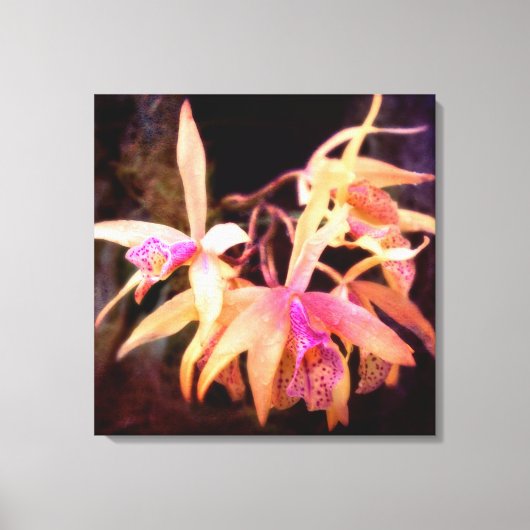 Blume - Orchid - Laelia - Mitternachtsleidenschaft Leinwanddruck (Vorderseite)