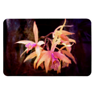 Blume - Orchid - Laelia - Mitternachtsleidenschaft Magnet