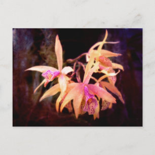 Blume - Orchid - Laelia - Mitternachtsleidenschaft Postkarte