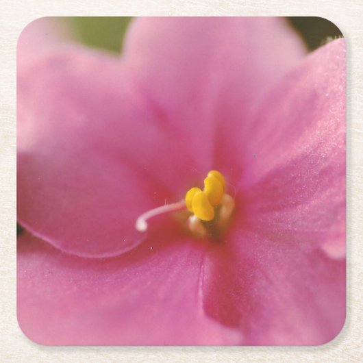 Blume Pastel Pink African Violet (Saintpaulia) Rechteckiger Pappuntersetzer (Vorderseite)