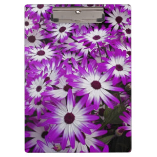 Blume pattern, Kuekenhof Gardens, Lisse, Klemmbrett