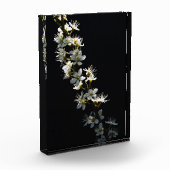 Blume pbcna fotoblock (Links)