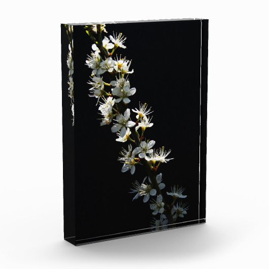 Blume pbcna fotoblock (Links)