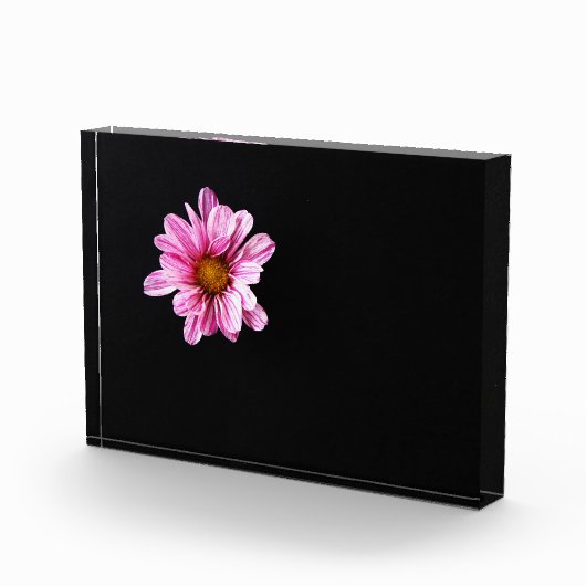 Blume pbcna fotoblock (Rechts)