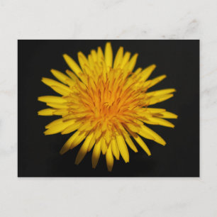 Blume pccnm postkarte