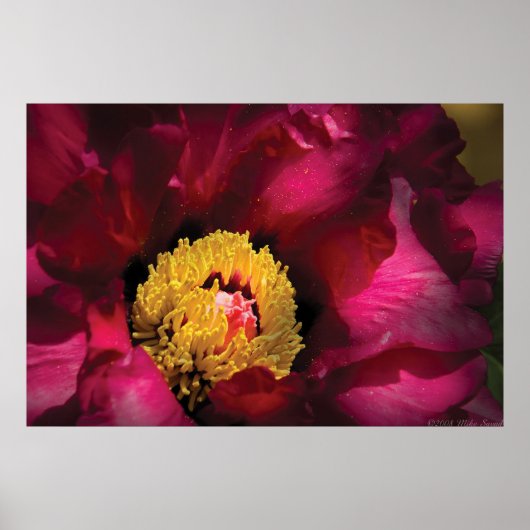 Blume - Peony Poster (Vorne)