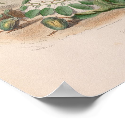 Blume personifiziert - Rose-Poster Poster (Ecke)