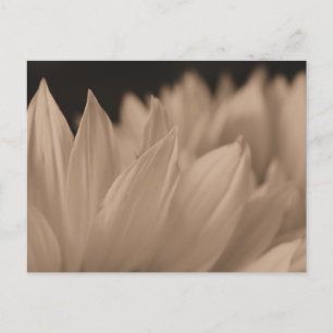 Blume Petals in Sepia Postkarte