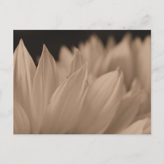 Blume Petals in Sepia Postkarte (Vorderseite)