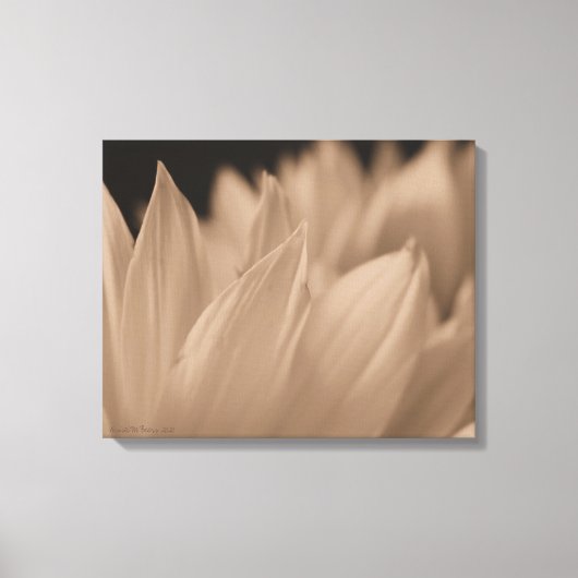Blume Petals in Sepia Tone Leinwand (Vorderseite)