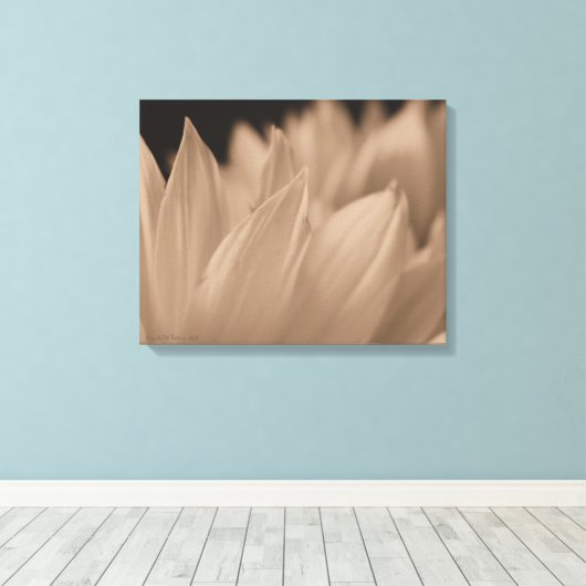 Blume Petals in Sepia Tone Leinwand (Insitu (Holzboden))