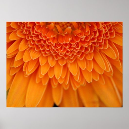 Blume Petals Poster (Vorne)