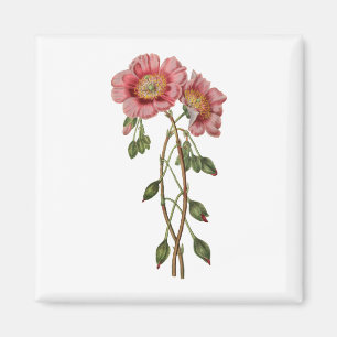 Blume Pflanze Blossom Bloom Vintag 2 Magnet