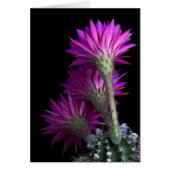 Blume Piazza cactus (Vorne)