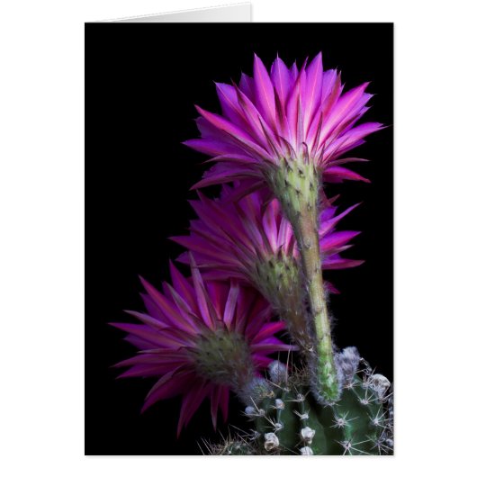 Blume Piazza cactus (Vorne)