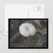 Blume Pilz Postkarte (Vorne/Hinten)