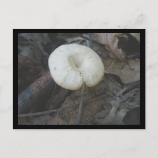 Blume Pilz Postkarte (Vorderseite)