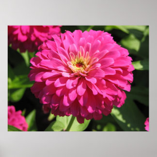 Blume PINK Poster