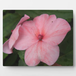 Blume Plaque Fotoplatte