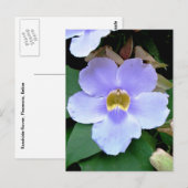 Blume, Plazencia, Belize Postkarte (Vorne/Hinten)