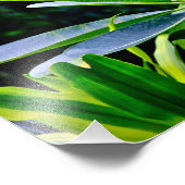Blume Plumeria Fotodruck (Ecke)