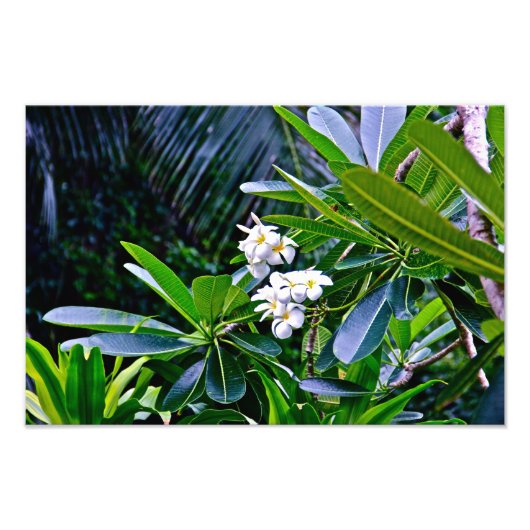 Blume Plumeria Fotodruck (Vorne)