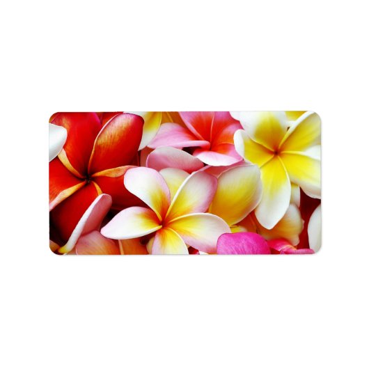 Blume Plumeria Frangipani Hawaii individuell Adressaufkleber (Vorne)