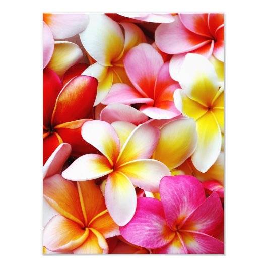 Blume Plumeria Frangipani Hawaii individuell Fotodruck (Vorne)