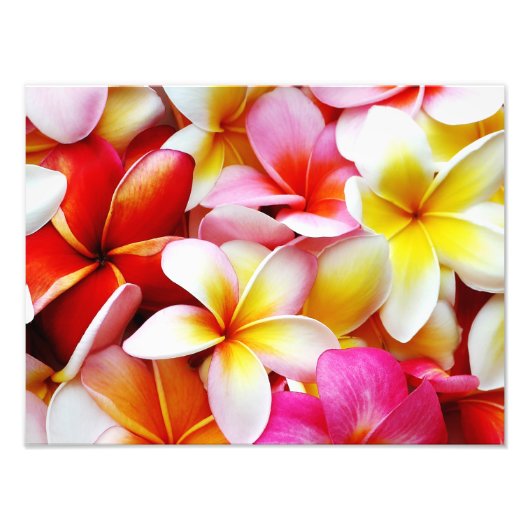 Blume Plumeria Frangipani Hawaii individuell Fotodruck (Vorne)