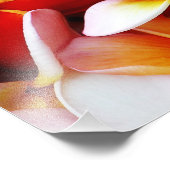 Blume Plumeria Frangipani Hawaii individuell Fotodruck (Ecke)
